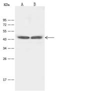 HTR4 / 5-HT4 Receptor Antibody - Anti-HTR4 rabbit polyclonal antibody at 1:500 dilution. Lane A: SW480 Whole Cell Lysate. Lane B: HeLa Whole Cell Lysate. Lysates/proteins at 30 ug per lane. Secondary: Goat Anti-Rabbit IgG (H+L)/HRP at 1/10000 dilution. Developed using the ECL technique. Performed under reducing conditions. Predicted band size: 43 kDa. Observed band size: 44 kDa.