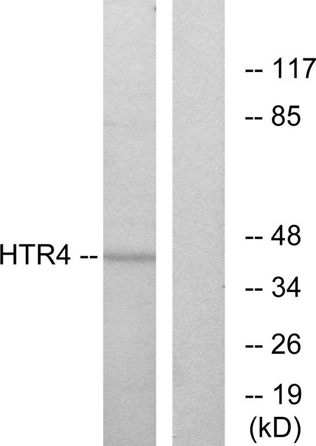 HTR4 / 5-HT4 Receptor Antibody - Western blot analysis of extracts from NIH-3T3 cells, using HTR4 antibody.