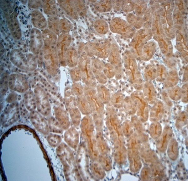 HTR4 / 5-HT4 Receptor Antibody - IHC-P on paraffin sections of mouse kidney. The animal was perfused using Autoperfuser at a pressure of 130 mmHg with 300 ml 4% FA being processed for paraffin embedding. HIER: Tris-EDTA, pH 9 for 20 min using Thermo PT Module. Blocking: 0.2% LFDM in TBST filtered through 0.2 µm. Detection was done using Novolink HRP polymer from Leica following manufacturers instructions; DAB chromogen: Candela DAB chromogen. Primary antibody: dilution 1:1000, incubated 30 min at RT using Autostainer. Sections were counterstained with Harris Hematoxylin.