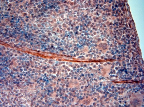 HTR4 / 5-HT4 Receptor Antibody - IHC-P on paraffin sections of mouse spleen. The animal was perfused using Autoperfuser at a pressure of 130 mmHg with 300 ml 4% FA being processed for paraffin embedding. HIER: Tris-EDTA, pH 9 for 20 min using Thermo PT Module. Blocking: 0.2% LFDM in TBST filtered through 0.2 µm. Detection was done using Novolink HRP polymer from Leica following manufacturers instructions; DAB chromogen: Candela DAB chromogen. Primary antibody: dilution 1:1000, incubated 30 min at RT using Autostainer. Sections were counterstained with Harris Hematoxylin.