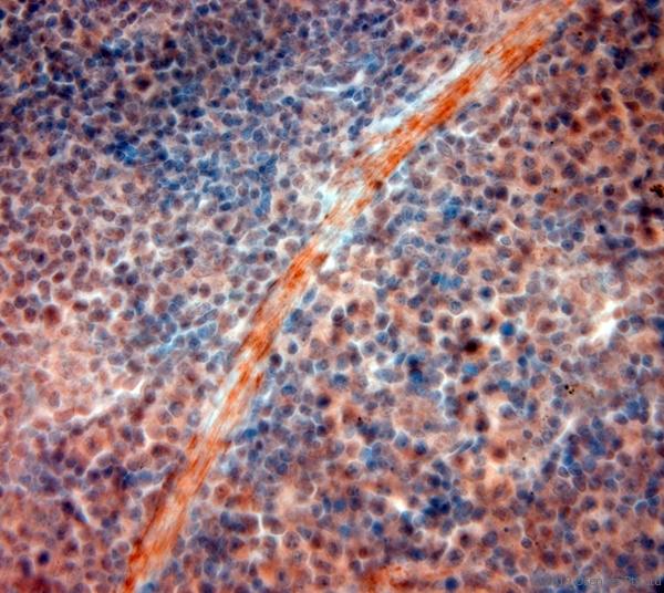 HTR4 / 5-HT4 Receptor Antibody - IHC-P on paraffin sections of mouse spleen. The animal was perfused using Autoperfuser at a pressure of 130 mmHg with 300 ml 4% FA being processed for paraffin embedding. HIER: Tris-EDTA, pH 9 for 20 min using Thermo PT Module. Blocking: 0.2% LFDM in TBST filtered through 0.2 µm. Detection was done using Novolink HRP polymer from Leica following manufacturers instructions; DAB chromogen: Candela DAB chromogen. Primary antibody: dilution 1:1000, incubated 30 min at RT using Autostainer. Sections were counterstained with Harris Hematoxylin.