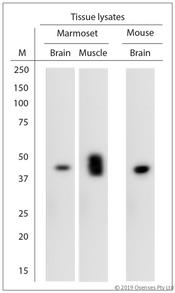 HTR4 / 5-HT4 Receptor Antibody - WB on tissue lysates. Blocking: 1% LFDM for 30 min at RT; primary antibody: dilution 1:2000 incubated at 4°C overnight.