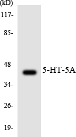 HTR5A / 5-HT5A Receptor Antibody - Western blot analysis of the lysates from COLO205 cells using 5-HT-5A antibody.
