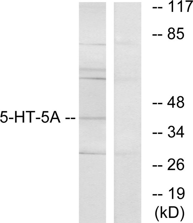 HTR5A / 5-HT5A Receptor Antibody - Western blot analysis of lysates from HeLa cells, using 5-HT-5A Antibody. The lane on the right is blocked with the synthesized peptide.