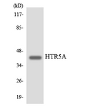 HTR5A / 5-HT5A Receptor Antibody - Western blot analysis of the lysates from HepG2 cells using HTR5A antibody.
