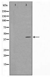 HTR5A / 5-HT5A Receptor Antibody - Western blot of HeLa cell lysate using 5-HT-5A Antibody
