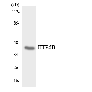 Htr5b Antibody - Western blot analysis of the lysates from HepG2 cells using HTR5B antibody.