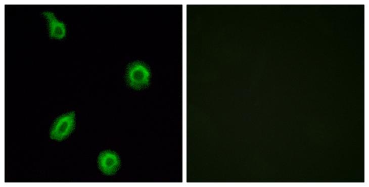 Htr5b Antibody - Peptide - + Immunofluorescence analysis of HUVEC cells, using HTR5B antibody.