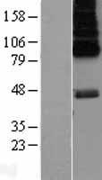 HTR6 / 5-HT6 Receptor Protein - Western validation with an anti-DDK antibody * L: Control HEK293 lysate R: Over-expression lysate