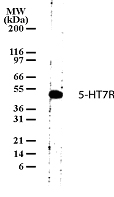 HTR7 / 5HT7 Receptor Antibody - Western blot of 5-HT7R in human brain tissue lysate with anti-5-HT7R pcAb. A protein band of approximate molecular weight of 50 kD was detected.