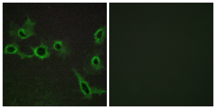 HTR7 / 5HT7 Receptor Antibody - Immunofluorescence analysis of COS7 cells, using HTR7 Antibody. The picture on the right is blocked with the synthesized peptide.
