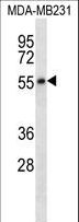 HTR7 / 5HT7 Receptor Antibody - HTR7 Antibody western blot of MDA-MB231 cell line lysates (35 ug/lane). The HTR7 antibody detected the HTR7 protein (arrow).