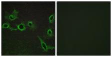 HTR7 / 5HT7 Receptor Antibody - Peptide - + Immunofluorescence analysis of COS-7 cells, using HTR7 antibody.