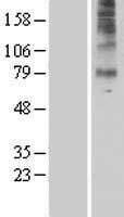 HTR7 / 5HT7 Receptor Protein - Western validation with an anti-DDK antibody * L: Control HEK293 lysate R: Over-expression lysate