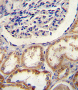 HTRA1 Antibody - HtrA1 Antibody immunohistochemistry of formalin-fixed and paraffin-embedded human kidney tissue followed by peroxidase-conjugated secondary antibody and DAB staining.