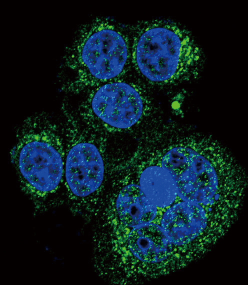 HTRA1 Antibody - Confocal immunofluorescence of HtrA1 Antibody with HeLa cell followed by Alexa Fluor 488-conjugated goat anti-rabbit lgG (green). DAPI was used to stain the cell nuclear (blue).