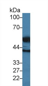 HTRA1 Antibody - Western Blot; Sample: Human E.coli5ul cell lysate; Primary Ab: 2µg/ml Rabbit Anti-Coli HTRA1 Antibody Second Ab: 0.2µg/mL HRP-Linked Caprine Anti-Rabbit IgG Polyclonal Antibody