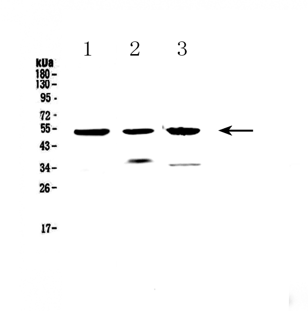 HTRA1 Antibody - Western blot - Anti-HTRA1/Htra Picoband antibody