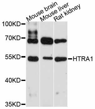 HTRA1 Antibody - Western blot analysis of extracts of various cell lines, using HTRA1 antibody at 1:3000 dilution. The secondary antibody used was an HRP Goat Anti-Rabbit IgG (H+L) at 1:10000 dilution. Lysates were loaded 25ug per lane and 3% nonfat dry milk in TBST was used for blocking. An ECL Kit was used for detection and the exposure time was 60s.