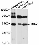 HTRA1 Antibody - Western blot analysis of extracts of various cell lines, using HTRA1 antibody at 1:3000 dilution. The secondary antibody used was an HRP Goat Anti-Rabbit IgG (H+L) at 1:10000 dilution. Lysates were loaded 25ug per lane and 3% nonfat dry milk in TBST was used for blocking. An ECL Kit was used for detection and the exposure time was 60s.