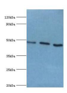 HTRA2 / OMI Antibody - Western blot. All lanes: Serine protease HTRA2, mitochondrial antibody at 0.9 ug/ml. Lane 1: HeLa whole cell lysate. Lane 2: U937 whole cell lysate. Lane 3: 293T whole cell lysate. secondary Goat polyclonal to rabbit at 1:10000 dilution. Predicted band size: 49 kDa. Observed band size: 49 kDa.