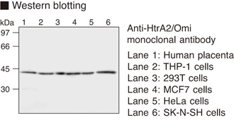 HTRA2 / OMI Antibody