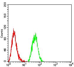 HTRA2 / OMI Antibody - Flow cytometric analysis of Hela cells using HTRA2 mouse mAb (green) and negative control (red).
