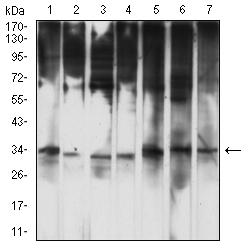 HTRA2 / OMI Antibody - Western blot analysis using HTRA2 mouse mAb against HL-60 (1), HepG2 (2), MCF-7 (3), Hela (4), PC-12 (5), C2C12 (6), and Raji (7) cell lysate.