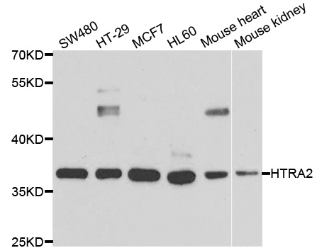HTRA2 / OMI Antibody - Western blot analysis of extracts of various cell lines.