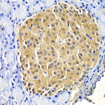 HTRA2 / OMI Antibody - Immunohistochemistry of paraffin-embedded rat pancreas.