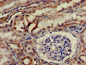 HTRA2 / OMI Antibody - Immunohistochemistry of paraffin-embedded human kidney tissue using HTRA2 Antibody at dilution of 1:100