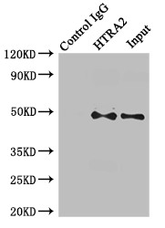 HTRA2 / OMI Antibody - Immunoprecipitating GARS in MCF-7 whole cell lysate;Lane 1: Rabbit monoclonal IgG(1?g)instead of HTRA2 Antibody in MCF-7 whole cell lysate.For western blotting,a HRP-conjugated Protein G antibody was used as the secondary antibody (1/2000);Lane 2: HTRA2 Antibody(8?g)+ MCF-7 whole cell lysate(500?g);Lane 3: MCF-7 whole cell lysate (20?g);