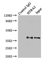 HTRA2 / OMI Antibody - Immunoprecipitating HTRA2 in MCF-7 whole cell lysate Lane 1: Rabbit monoclonal IgG (1µg) instead of HTRA2 Antibody in MCF-7 whole cell lysate.For western blotting, a HRP-conjugated Protein G antibody was used as the secondary antibody (1/2000) Lane 2: HTRA2 Antibody (8µg) + MCF-7 whole cell lysate (500µg) Lane 3: MCF-7 whole cell lysate (20µg)