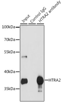 HTRA2 / OMI Antibody - Immunoprecipitation analysis of 200ug extracts of MCF-7 cells, using 3 ug HTRA2 antibody. Western blot was performed from the immunoprecipitate using HTRA2 antibody at a dilition of 1:1000.