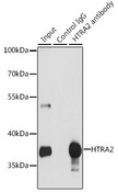 HTRA2 / OMI Antibody - Immunoprecipitation analysis of 200ug extracts of MCF-7 cells, using 3 ug HTRA2 antibody. Western blot was performed from the immunoprecipitate using HTRA2 antibody at a dilition of 1:1000.