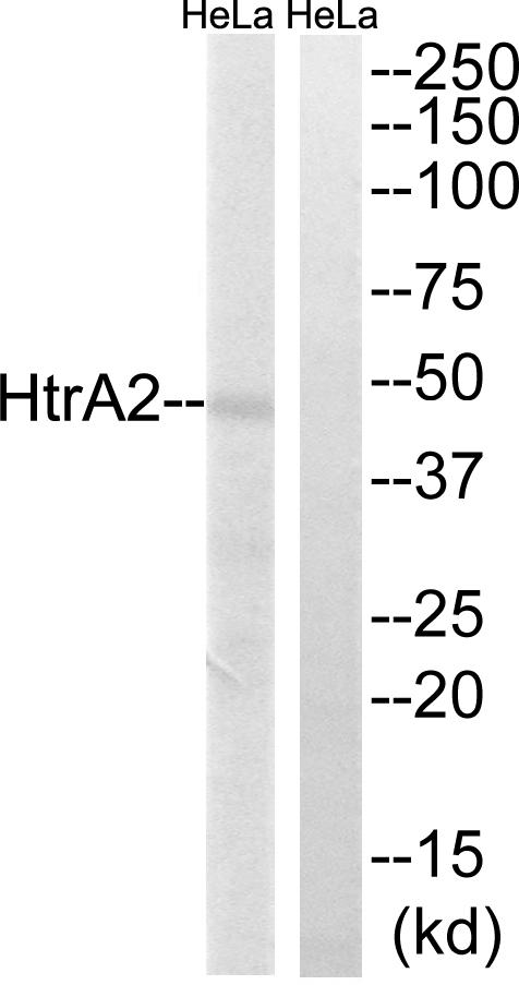 HTRA2 / OMI Antibody - Western blot analysis of extracts from HeLa cells, using HtrA2(Ab-142) antibody.