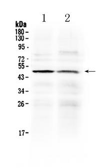 HTRA3 Antibody - Western blot - Anti-HtrA3 Picoband Antibody