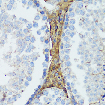 HTRA3 Antibody - Immunohistochemistry of paraffin-embedded mouse testis using HTRA3 antibody at dilution of 1:100 (40x lens).