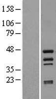 HTRA4 Protein - Western validation with an anti-DDK antibody * L: Control HEK293 lysate R: Over-expression lysate