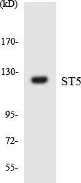 HTS1 / ST5 Antibody - Western blot analysis of the lysates from COLO205 cells using ST5 antibody.