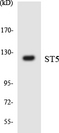 HTS1 / ST5 Antibody - Western blot analysis of the lysates from COLO205 cells using ST5 antibody.