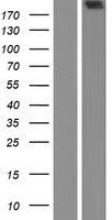 HTT / Huntingtin Protein - Western validation with an anti-DDK antibody * L: Control HEK293 lysate R: Over-expression lysate
