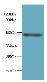 HTTY1 / TTYH1 Antibody - Western blot. All lanes: TTYH1 antibody at 4 ug/ml+ Raji whole cell lysate Goat polyclonal to rabbit at 1:10000 dilution. Predicted band size: 49 kDa. Observed band size: 49 kDa.