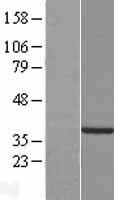 HTYW5 / C2orf60 Protein - Western validation with an anti-DDK antibody * L: Control HEK293 lysate R: Over-expression lysate