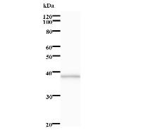 HUFI-2 / LRRFIP2 Antibody - Western blot analysis of immunized recombinant protein, using anti-LRRFIP2 monoclonal antibody.