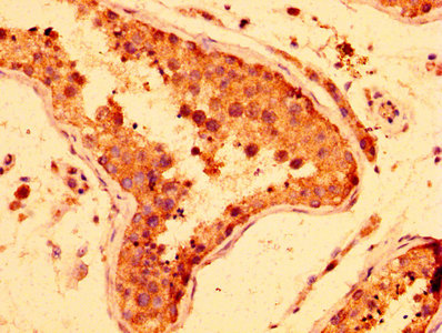 HUFI-2 / LRRFIP2 Antibody - Immunohistochemistry image at a dilution of 1:300 and staining in paraffin-embedded human testis tissue performed on a Leica BondTM system. After dewaxing and hydration, antigen retrieval was mediated by high pressure in a citrate buffer (pH 6.0) . Section was blocked with 10% normal goat serum 30min at RT. Then primary antibody (1% BSA) was incubated at 4 °C overnight. The primary is detected by a biotinylated secondary antibody and visualized using an HRP conjugated SP system.