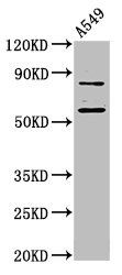 HUFI-2 / LRRFIP2 Antibody - Positive Western Blot detected in A549 whole cell lysate. All lanes: LRRFIP2 antibody at 4.8 µg/ml Secondary Goat polyclonal to rabbit IgG at 1/50000 dilution. Predicted band size: 83, 46, 12, 49, 58 KDa. Observed band size: 83, 58 KDa