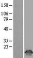 4E-BP2 / EIF4EBP2 Protein - Western validation with an anti-DDK antibody * L: Control HEK293 lysate R: Over-expression lysate