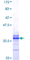 4E-BP2 / EIF4EBP2 Protein - 12.5% SDS-PAGE Stained with Coomassie Blue.