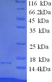 4E-BP2 / EIF4EBP2 Protein